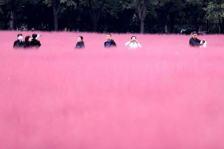 邂逅這片“粉霧?！?>
     <p>邂逅這片“粉霧?！?/p>
</a>
        </div>
    </div>
    <!--推薦圖集end-->
    <div   id=