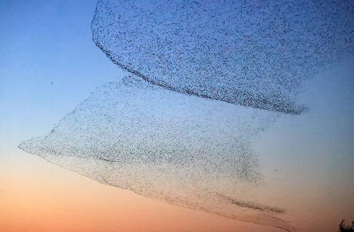 黃河口現(xiàn)“鳥(niǎo)浪”景觀