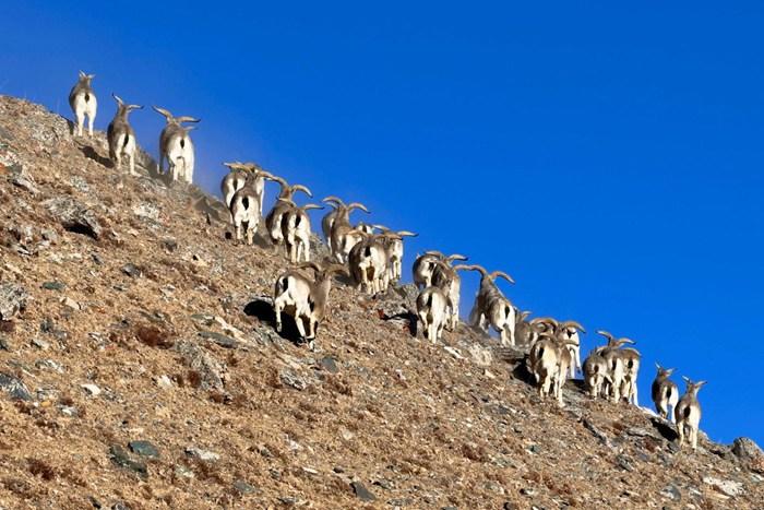 上百只巖羊現(xiàn)身青海德令哈柏樹(shù)山地區(qū)