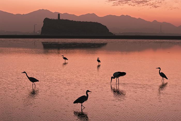 江西鄱陽(yáng)湖鞋山水域迎候鳥(niǎo)遷徙高峰