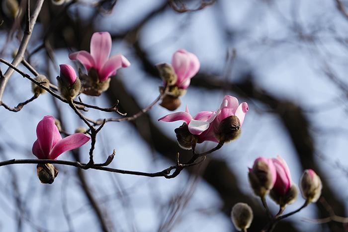 世界唯一的一株400余歲古旱蓮提前“探春”