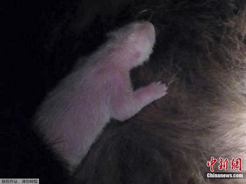 野田佳彥對旅日大熊貓真真所產(chǎn)幼崽夭折表示遺憾