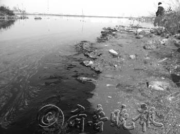 膠州灣鳥類遭油污之災11只受污染海鳥僅3只存活