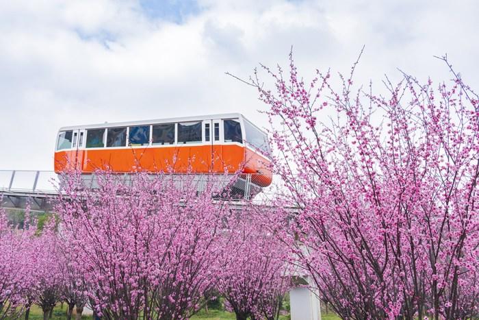 纜車穿梭“粉色花?！?宛若進(jìn)入童話世界 